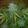 семена конопли для выращивания Auto Buddha White Dwarf feminised Buddha Seeds