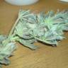 семена конопли элитных сортов Auto Buddha White Dwarf feminised Buddha Seeds