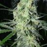 семена конопли для посадки купить SexBud feminised Female Seeds
