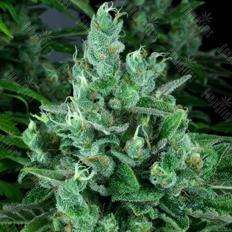 семена культурной конопли купить Kandy Kush regular Reserva Privada