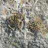 Купить семена кактуса Ariocarpus trigonus elongatus