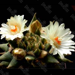 Ariocarpus trigonus elongatus