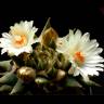 Семена кактусов Ariocarpus trigonus elongatus