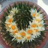 Заказать семена кактусов Ariocarpus trigonus elongatus