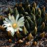 Купить недорогие семена кактусов Ariocarpus trigonus elongatus