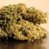 Семена конопли недорого Auto Blow Mind feminised GanjaLiveSeeds