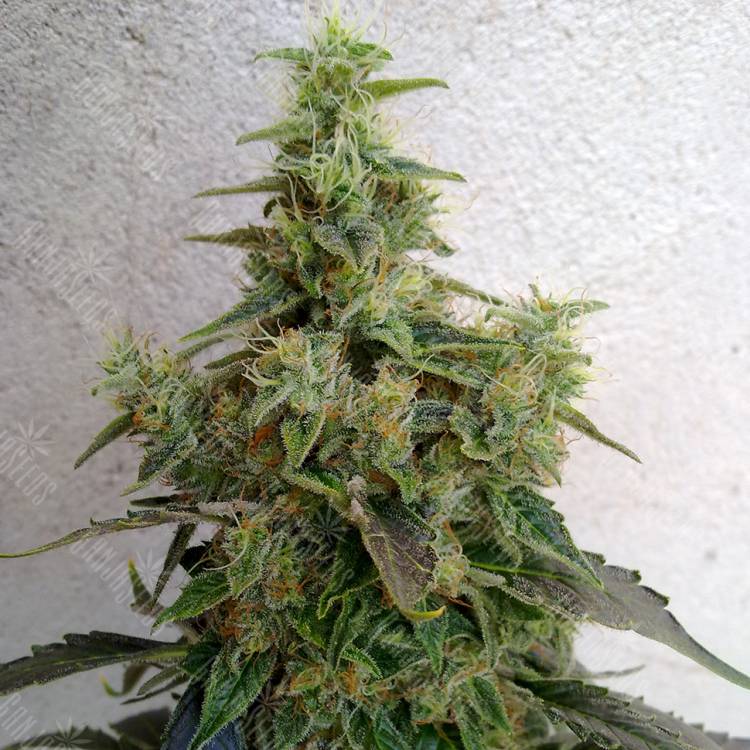семена конопли дешево Astana City feminised Bang Seeds