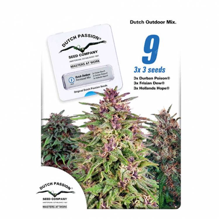 семена конопли индика Dutch Outdoor Mix feminised Dutch Passion Seeds семена конопли индика Dutch Outdoor Mix feminised Dutch Passion Seeds
