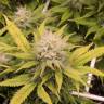 мощные семена конопли Aurora Indica regular Nirvana Seeds