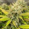 семена индийской конопли Aurora Indica regular Nirvana Seeds