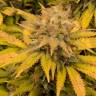 семена конопли в фирменной упаковке Aurora Indica regular Nirvana Seeds