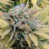 семена конопли интернет магазин Aurora Indica regular Nirvana Seeds