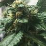 семена конопли курьером Kosher Kush regular Reserva Privada