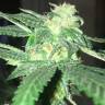 семена конопли медицинской Kosher Kush regular Reserva Privada