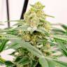 Семена марихуаны в России Kerosene Krash feminised Ganja Seeds