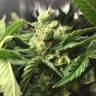 мощные семена конопли Skunk Amsterdam feminised