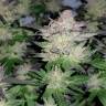 семена конопли для выращивания Auto Critical + regular