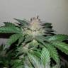 семена конопли аутдор Auto Critical + regular