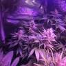 семена конопли с доставкой Acapulco Gold feminised Barneys Farm