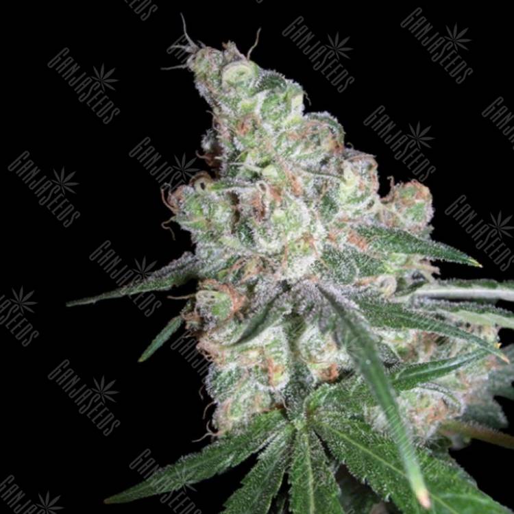 где заказать семена конопли Chocolope feminised DNA Genetics где заказать семена конопли Chocolope feminised DNA Genetics