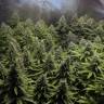 семена конопли аутдор White Widow x Big Bud feminised Female Seeds