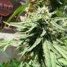 заказ семян конопли Kritikal-K feminised Kannabia Seeds