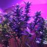 урожайные семена конопли Blue Mystic regular Nirvana Seeds