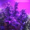 семена конопли в оригинальных упаковках Blue Mystic regular Nirvana Seeds