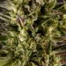 семена конопли марихуаны Spicy CBD (Super Juani) feminised Philosopher Seeds