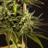 семена конопли аутдор Spicy CBD (Super Juani) feminised Philosopher Seeds