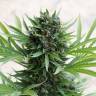 семена конопли с доставкой Grapefruit Diesel feminised