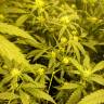 семена конопли f1 в оригинальной упаковке Amnesia Lemon feminised Barneys Farm