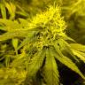 семена конопли интернет магазин Amnesia Lemon feminised Barneys Farm