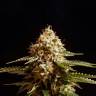 где можно заказать семена конопли La Blanca feminised Kannabia Seeds