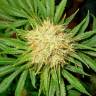 заказать на сайте семена конопли La Blanca feminised Kannabia Seeds