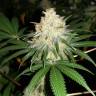 заказ семян конопли Спб Bubblelicious regular Nirvana Seeds