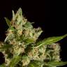семена конопли с доставкой Jamaican Blueberry BX regular Philosopher Seeds
