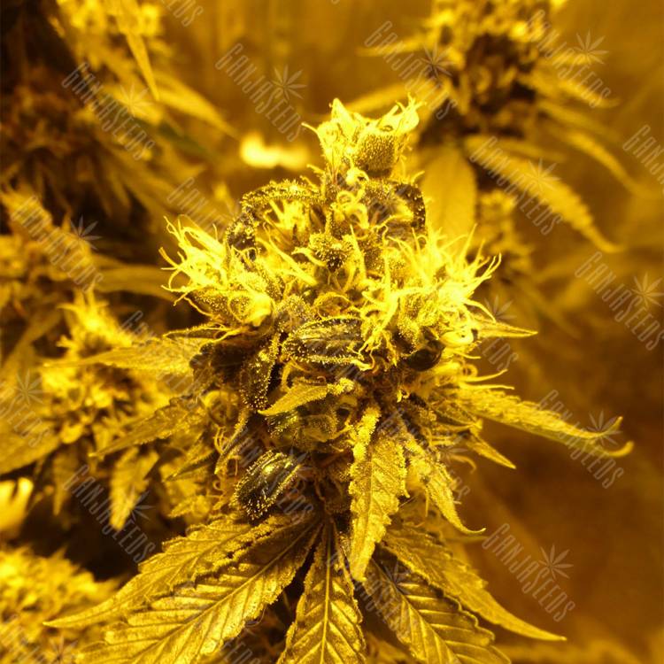 семена конопли гидропоники Sour Tangie regular Reserva Privada