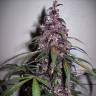 купить семена конопли Auto Bloody Skunk feminised
