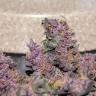 семена конопли наложенным платежом Auto Bloody Skunk feminised
