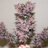 заказать качественные семена конопли Auto Bloody Skunk feminised