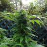 урожайные семена конопли Grapefruit Haze feminised