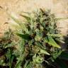 семена конопли Grapefruit Haze feminised