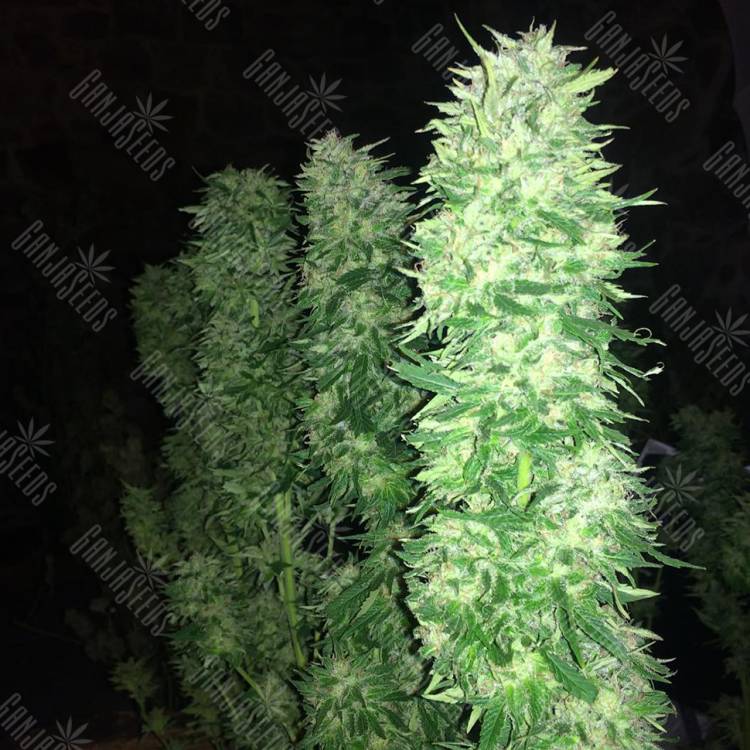семена конопли в фирменной упаковке Grapefruit Haze feminised