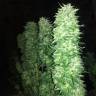 семена конопли в фирменной упаковке Grapefruit Haze feminised