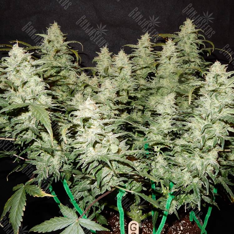 семена конопли для выращивания Auto Gorilla Glue feminised