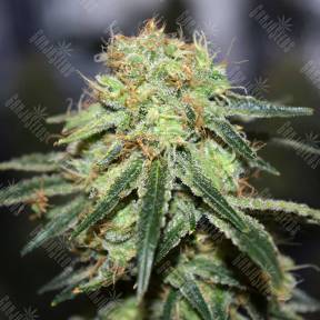 Super Bud regular Ganja Seeds