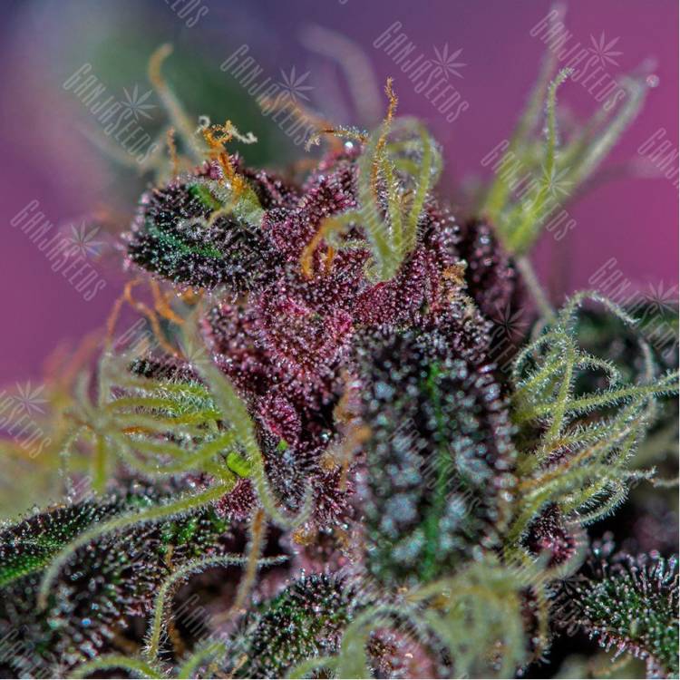 урожайные семена конопли Ayahuasca Purple feminised Barneys Farm