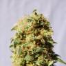 семена конопли Спб Kaboom aka La Reina de Africa feminised Kannabia Seeds