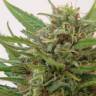 семена конопли Москва Kaboom aka La Reina de Africa feminised Kannabia Seeds